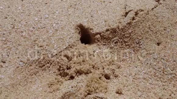 螃蟹在沙子上挖了个洞视频的预览图