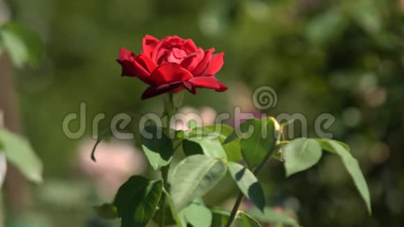 玫瑰在花园里盛开视频的预览图