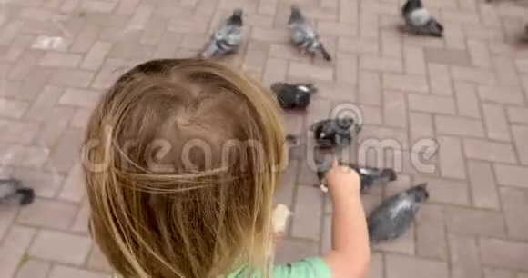 幼儿用面包喂鸽子视频的预览图