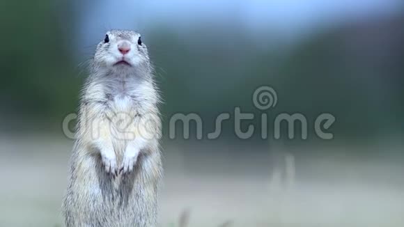 地松鼠雪铁龙在其自然栖息地视频的预览图