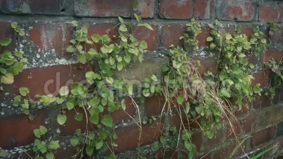 有植物生长的砖墙视频的预览图