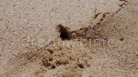 螃蟹在沙子上挖了个洞视频的预览图