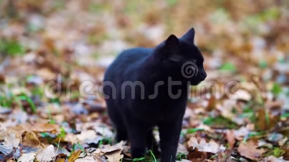 黑猫在秋天公园喵喵叫视频的预览图