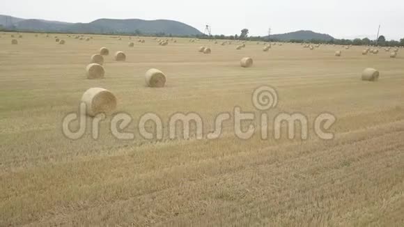 干草干草在准备牛饲料的时候在密集的堆叠中扭曲在蓝天上的农田上特写视频的预览图