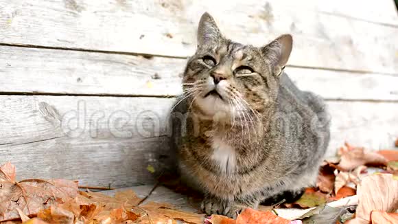 害怕的猫在秋天的叶子视频的预览图