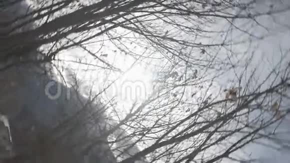 在一些裸树下看到360度旋转的令人不安的阳光视频的预览图