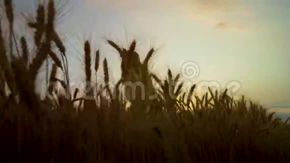 日落时分在麦田里透过成熟的麦穗看幸福的女人视频的预览图