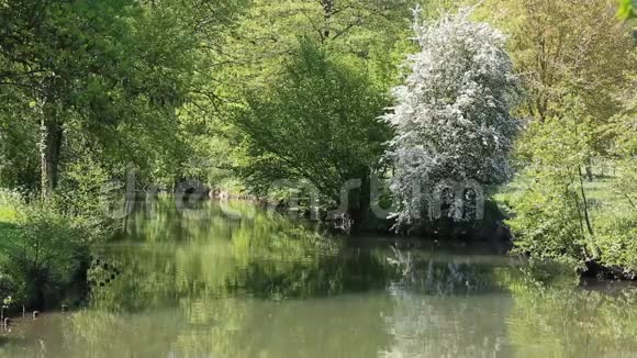 纯净的河流视频的预览图