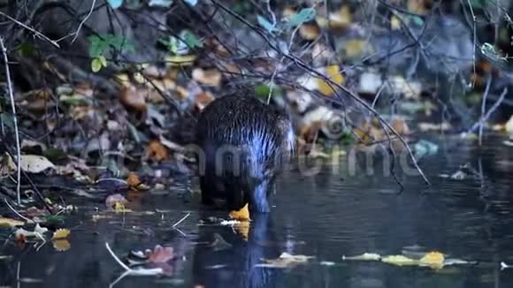 秋日毛霉在其自然生境中的分布视频的预览图