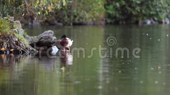 鸭子在水面上清理羽毛视频的预览图
