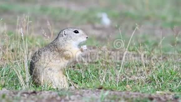 地松鼠雪铁龙在其自然栖息地视频的预览图