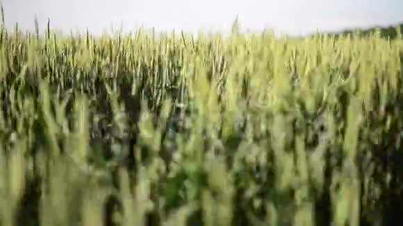小麦播种强烈视频的预览图