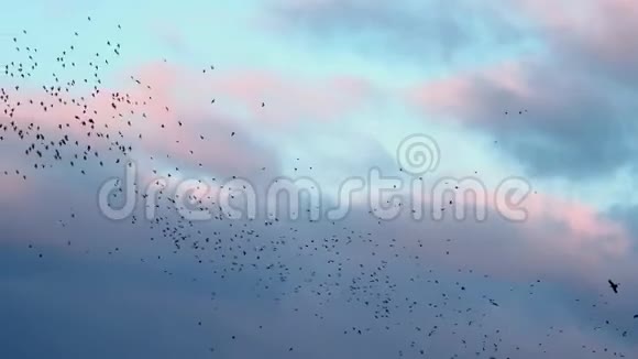 黎明时分美丽的鸟儿在天空中飞翔视频的预览图