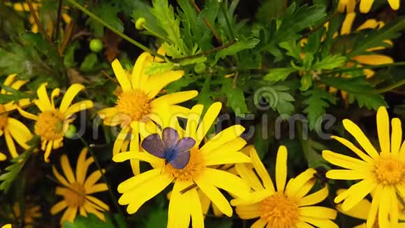 的短尾蓝蝴蝶在金色灌木雏菊08慢动作视频的预览图