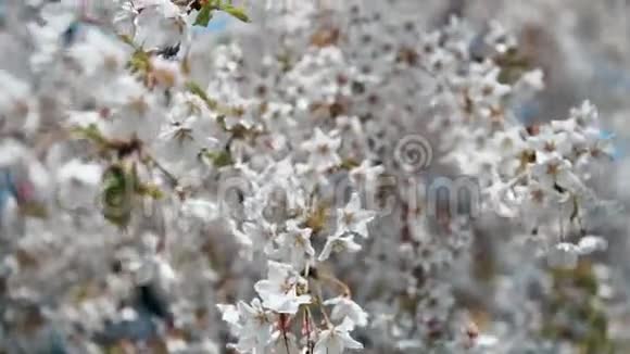 合上樱花盛开的樱花树盛开的枝条的宏观视频的预览图