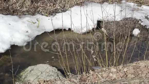 河流溪流在春天穿过混合森林雪在边缘在4KUHD拍摄视频的预览图