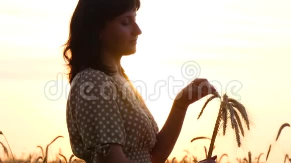 日落时分一个穿着裙子的漂亮女孩捧着一束成熟的小麦妇人察看麦穗摸着视频的预览图