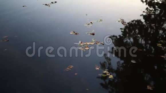 落叶湖水面视频的预览图