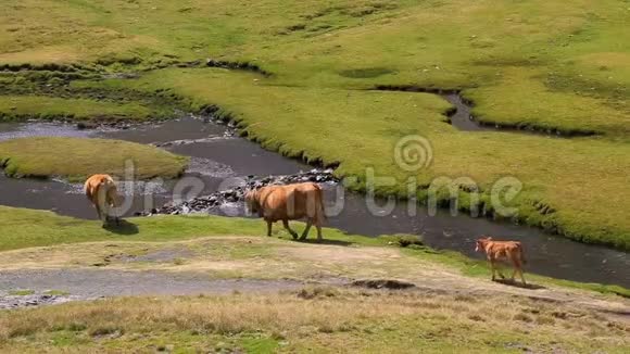 牛在河边散步视频的预览图
