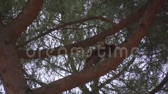 猎鹰树枝视频的预览图