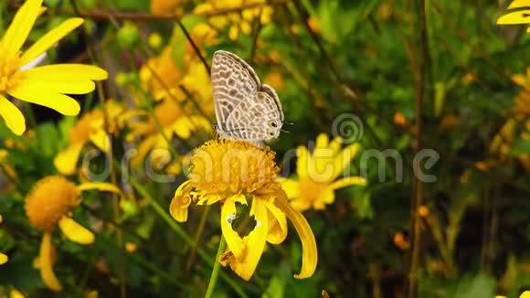 的短尾蓝蝴蝶在金色灌木雏菊10慢动作视频的预览图