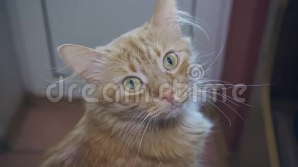 红猫惊讶地看着镜头特写镜头视频的预览图