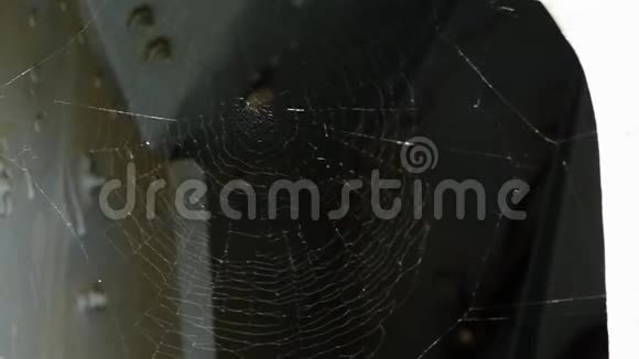 蜘蛛网在风中起舞视频的预览图