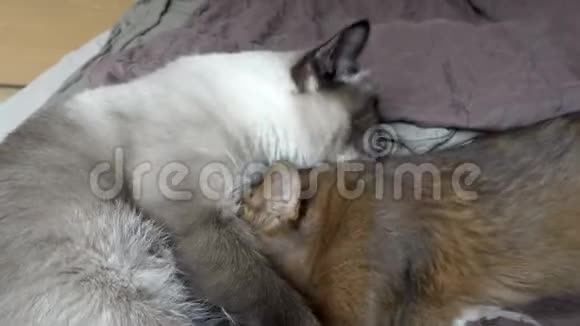 小猫在成年猫成年猫湄公河短尾和小猫索马里吸奶在4KUHD拍摄视频的预览图