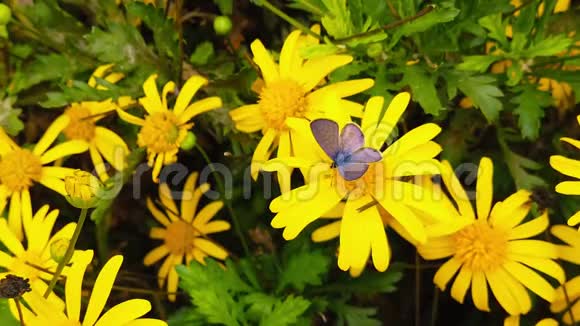 的短尾蓝蝴蝶在金色灌木雏菊09慢动作视频的预览图