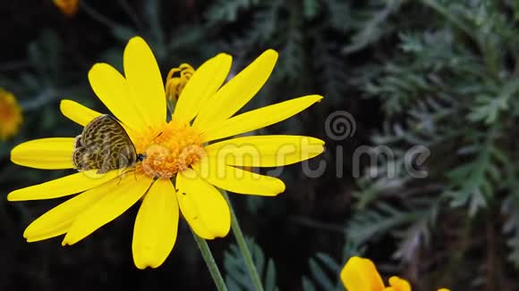 的短尾蓝蝴蝶在金色灌木雏菊33慢动作视频的预览图