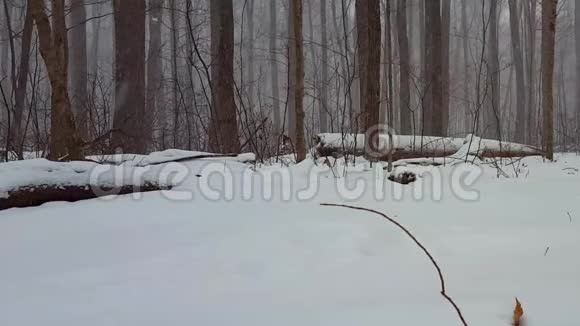 森林景观在冬季雪风暴与相机潘美丽的树林里的雪天气地面上下着大雪视频的预览图