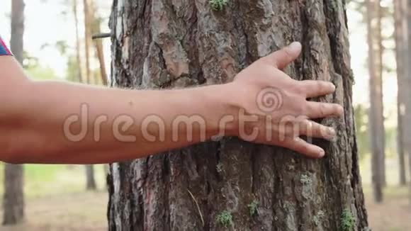 雄手触林中松皮夏季徒步旅行松林中的人手提琴树干游客步行视频的预览图