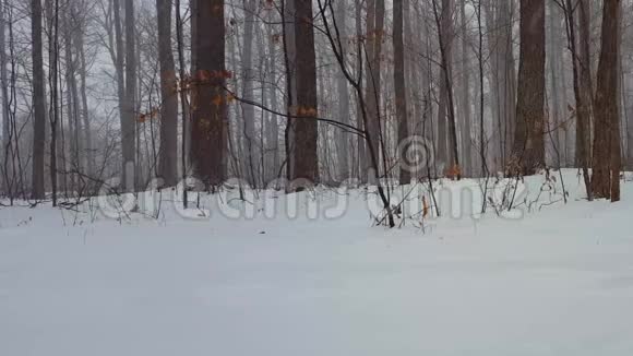 森林景观在冬季雪风暴与相机潘美丽的树林里的雪天气地面上下着大雪视频的预览图