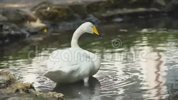 天鹅在池塘里游泳视频的预览图