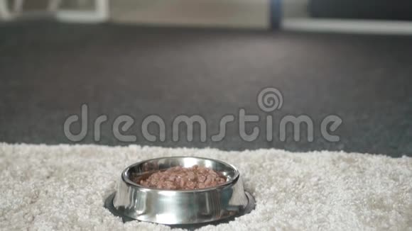 狗从地板上的碗里吃狗粮视频的预览图
