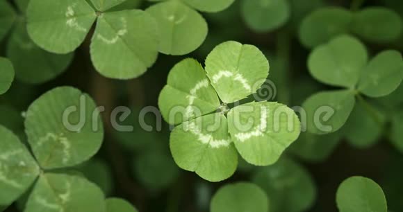 幸运的四叶三叶草在一个丁香领域Shamrock幸运符或圣帕特里克节视频的预览图