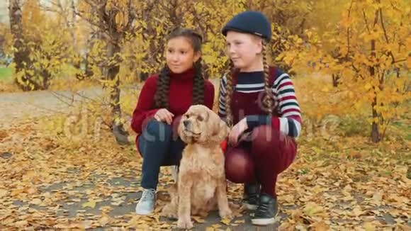 在秋天公园里两个十几岁的女孩和公鸡猎犬坐在一起微笑的女孩抚摸着狗在镜头前摆姿势视频的预览图
