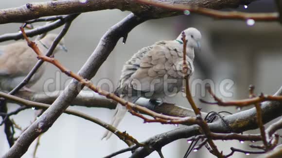 两只斑鸠坐在树枝上接吻寒冷的雨天鸟儿正从树枝上降落视频的预览图
