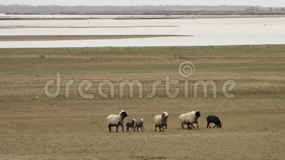 成群的羊在田野里散步视频的预览图