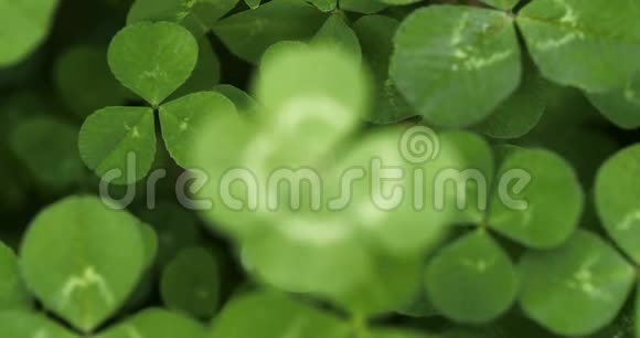 专注于幸运的四叶草Shamrock形状为幸运符或圣帕特里克节视频的预览图