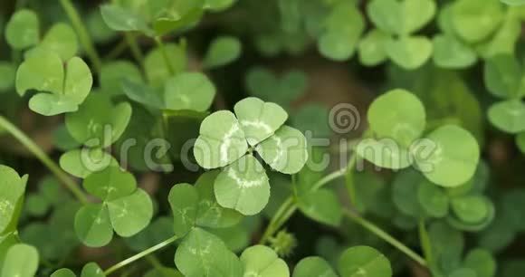 幸运的四叶三叶草在一个丁香领域Shamrock幸运符或圣帕特里克节视频的预览图