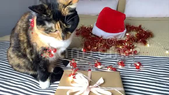 一只漂亮的深色家猫坐在一张大床上在新年的间嗅着一个带有礼物的盒子上面有节日装饰视频的预览图