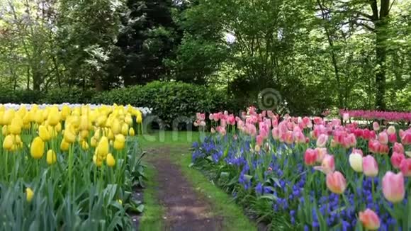 荷兰的基肯霍夫公园高清录像视频的预览图