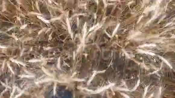 穿着靴子的农学家的雄脚踏着田野上的麦秆年轻农民的腿在谷物中视频的预览图