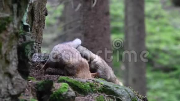 小红狐在森林里的外阴同胞视频的预览图