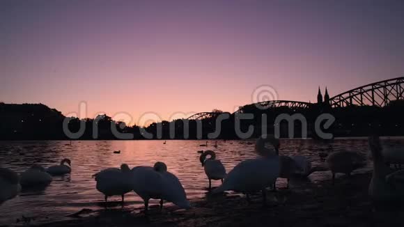 布拉格附近有很多天鹅的日出视频的预览图