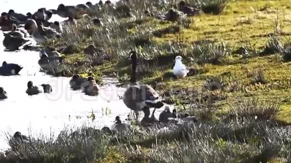 加拿大鹅鹅加拿大布兰塔视频的预览图