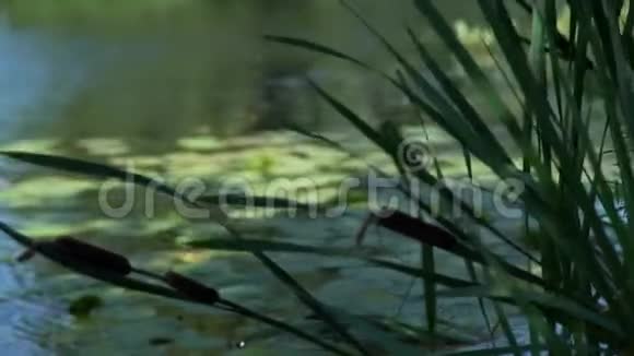 芦苇和睡莲视频的预览图