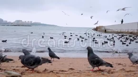 鸽子和海鸥沿着海岸的沙滩散步背景是鸭子在海里游泳多云的天气视频的预览图