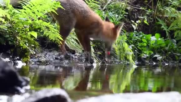 从森林里喝的红狐狸精视频的预览图